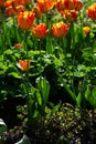 Orange flower, tulip, Liliaceae