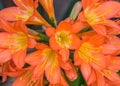 Orange clivia bloom up close Royalty Free Stock Photo