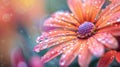 Orange flower with water droplets Royalty Free Stock Photo