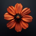 Orange flower with water drops isolated on black background. Flowering flowers, a symbol of spring, new life Royalty Free Stock Photo