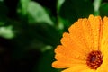 Orange flower with water drops. Orange Pot marigold or English marigold Calendula officinalis flower on leaf background