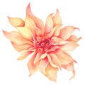 Orange Flower watercolour isolated on white background Hand drawn painted