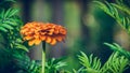 Orange flower, zinnia flowers blooming and green leaf Royalty Free Stock Photo