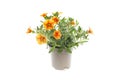 Orange flowered calibrachoa plant