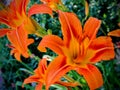 Orange flowered day lily