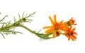 Orange-flowered groundsel flower Royalty Free Stock Photo