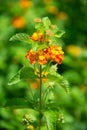 Orange-flowered Lantana camara plant in bloom