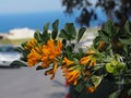 Orange Flowered Leguminous Plant In Crete Greece