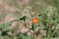 Sphaeralcea Angustifolia Bloom - Little San Bernardino Mtns - 082022