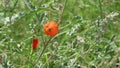 Sphaeralcea Angustifolia Bloom - Little San Bernardino Mtns - 082022