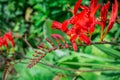 Orange Flowering Crocosmia and buds with Rain Droplets glistening and green background Royalty Free Stock Photo