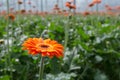 Orange flowering Gerbera plants Royalty Free Stock Photo