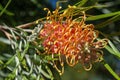 Orange flowering grevillea in garden Royalty Free Stock Photo