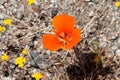 Calochortus Kennedyi Bloom - West Mojave Desert - 051322