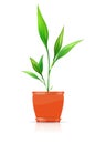 Orange flowerpot with growing plant