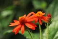 Orange flowers