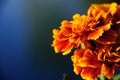 Orange Flowers Royalty Free Stock Photo