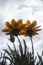 Orange flowers against the cloudy sky