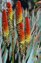 Orange Flowers on Aloe Succulent Plant Royalty Free Stock Photo