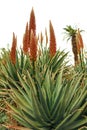 Orange Flowers on Aloe Succulent Plant