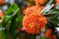 Orange flowers of the Asok tree Royalty Free Stock Photo