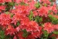 Orange flowers, azalea shrub, rhododendron.