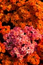 Orange flowers background Royalty Free Stock Photo