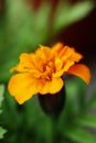 Orange flowers background