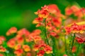 Orange flowers on the background of the garden landscape.