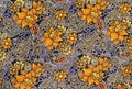 Orange flowers on batik fabric