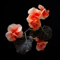 Orange Flowers On Black: Hyperrealistic Japanese Photography