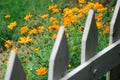 Orange flowers in bloom