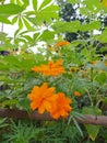 orange flowers bloom in the afternoon, junggle land Royalty Free Stock Photo