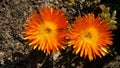 Orange Flowers in bloom Royalty Free Stock Photo