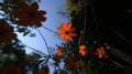 Orange flowers blooming under blue sky Royalty Free Stock Photo