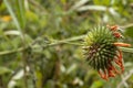 Orange flowers on blurred green background with bokeh and copy space Royalty Free Stock Photo