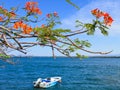 Orange flowers and a boat