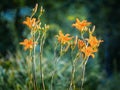 Orange flowers of blooming Daylily Hemerocallis fulva on the green garden background Royalty Free Stock Photo