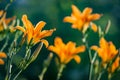 Orange flowers of blooming Daylily Hemerocallis fulva on the green garden background Royalty Free Stock Photo