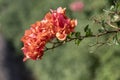 Orange flowers of Bougainvillea flowers close up on a blurred background Royalty Free Stock Photo