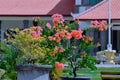 Orange Flowers Of Bougainvillea Ornamental Potted plants and others In The Garden In Front Of Office Building Royalty Free Stock Photo