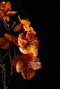 orange flowers on a branch