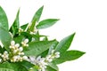 Orange flowers and buds corner isolated on white. Neroli blossom