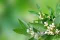 Orange flowers and buds spring horizontal background. Neroli blossom