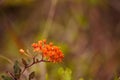 Orange flowers of butterfly weed Asclepias tuberosa Royalty Free Stock Photo