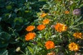 Orange flowers of calendula in garden Royalty Free Stock Photo