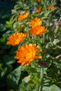 Orange flowers of calendula in garden Royalty Free Stock Photo