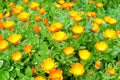 Orange flowers of calendula in garden Royalty Free Stock Photo