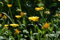 Orange flowers of calendula in the garden. Medicinal plant Royalty Free Stock Photo