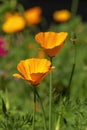 Orange flowers of a California golden poppy (eschscholzia californica) Royalty Free Stock Photo